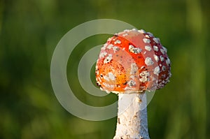 Fly agaric