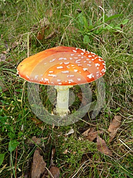 Fly Agaric toadstool