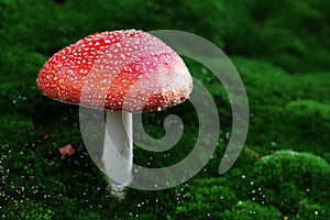 Fly agaric toadstool photo