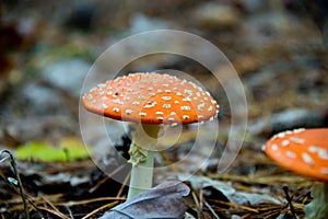 Fly agaric toadstool in autumnal brandenburg forest