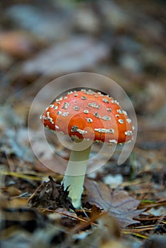 Fly agaric toadstool in autumnal brandenburg forest