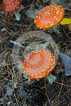 Fly agaric toadstool in autumnal brandenburg forest
