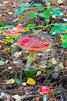 Fly agaric toadstool in autumnal brandenburg forest