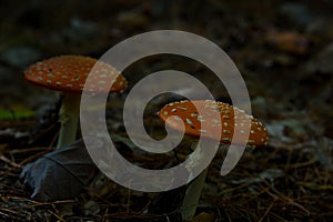 Fly agaric toadstool in autumnal brandenburg forest, near berlin, germany