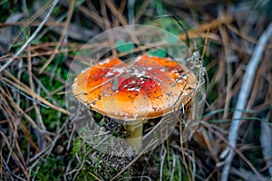 Fly Agaric toadstool - colorful poisonous wild mushroom