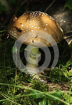 Fly agaric toadstool on Flumserberg
