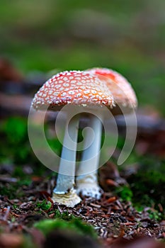 Fly agaric toadstool in forest