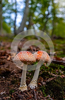 Fly agaric toadstool in forest