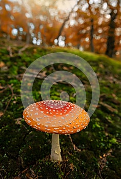Fly agaric toadstool in forest