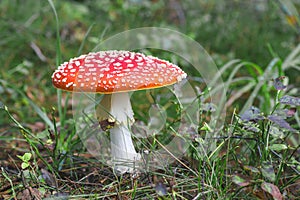 Fly Agaric toadstool poisonous mushroom. In red green and yellow colors in the forest