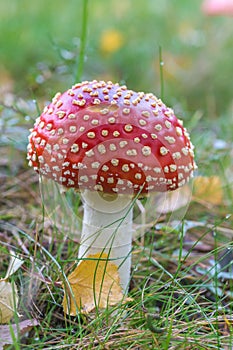 Fly Agaric toadstool poisonous mushroom. In red green and yellow colors in the forest