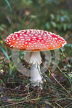 Fly Agaric toadstool poisonous mushroom. In red green and yellow colors in the orest.