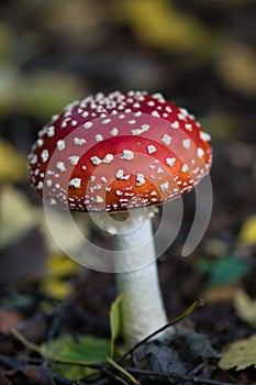 Fly agaric toadstool texture close up, bokeh background