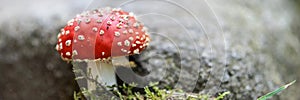 Fly agaric with white spots between the stones. Panorama