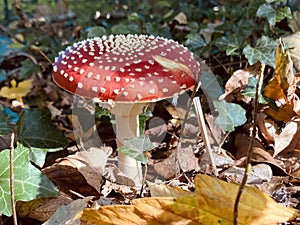 Fly agaric in the woods