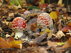 Fly agarics