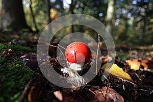 Fly agarics in autumn forest