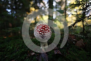 Fly agarics in autumn forest