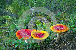 Fly agarics in forest.
