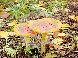 2 fly agarics in the grass among the leaves