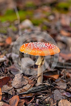 Fly agarics grow in the forest. Selective focus.