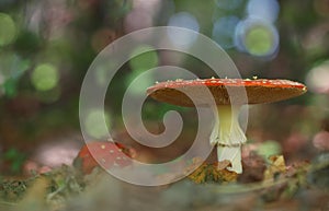 Fly-agarics, growings in the autumn forest