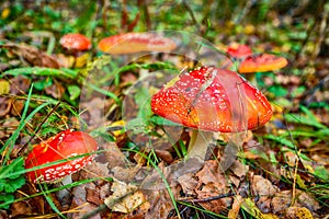Fly agarics in the wood