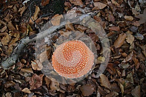 Fly alergic mushroom in red with white spots in the forest in Gelderland in the Nehterlands.