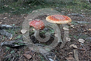 Fly amanita