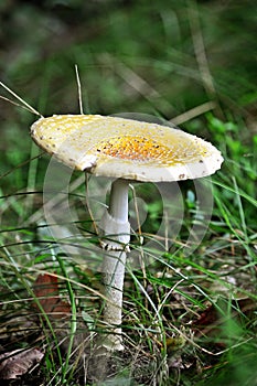 Fly amanita - Amanita muscaria