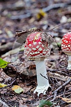 Fly amanita growing in the forest