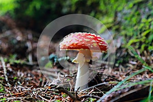 Fly amanita mushroom in the forest