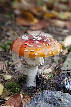 Fly amanita mushroom in the woods