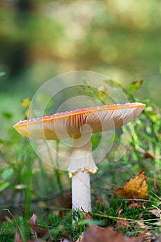 Fly Amanita