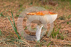 Fly amanite (amanita muscara) mushroom on autumn forest ground