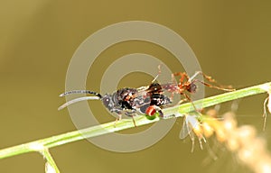 Fly and ant fight