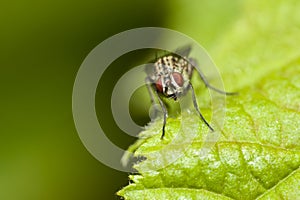 Fly Anthomyiidae