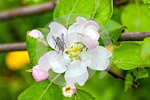 Fly on an apple-tree flower