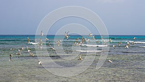 Fly in Arashi Beach, Aruba. Flock of birds on the sea.