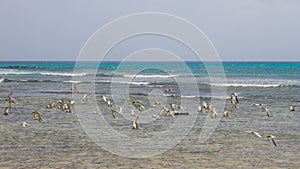 Fly in Arashi Beach, Aruba. Flock of birds on the sea. photo