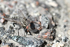 Fly on the asphalt