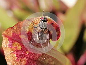 A fly attracted by sarracenia - carnivorous plant
