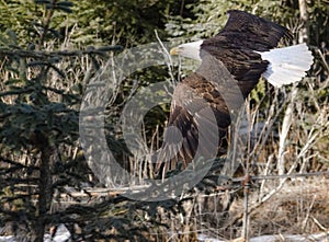 Fly-by by Bald Eagle against forest background
