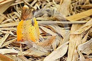 Fly on bamboo mushroom