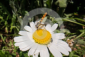 Fly on a beautiful flower with nature background, super macro photography of an insect on flower