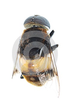 Fly bee insect isolated