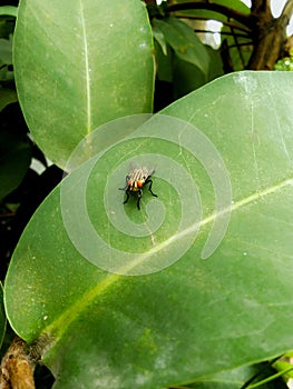 A fly on the big green leav photo