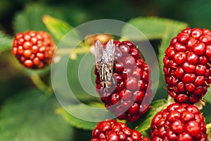 Fly on the blackberry fruit