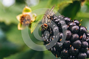 Fly on the blackberry fruit