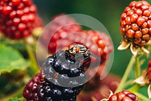 Fly on the blackberry fruit